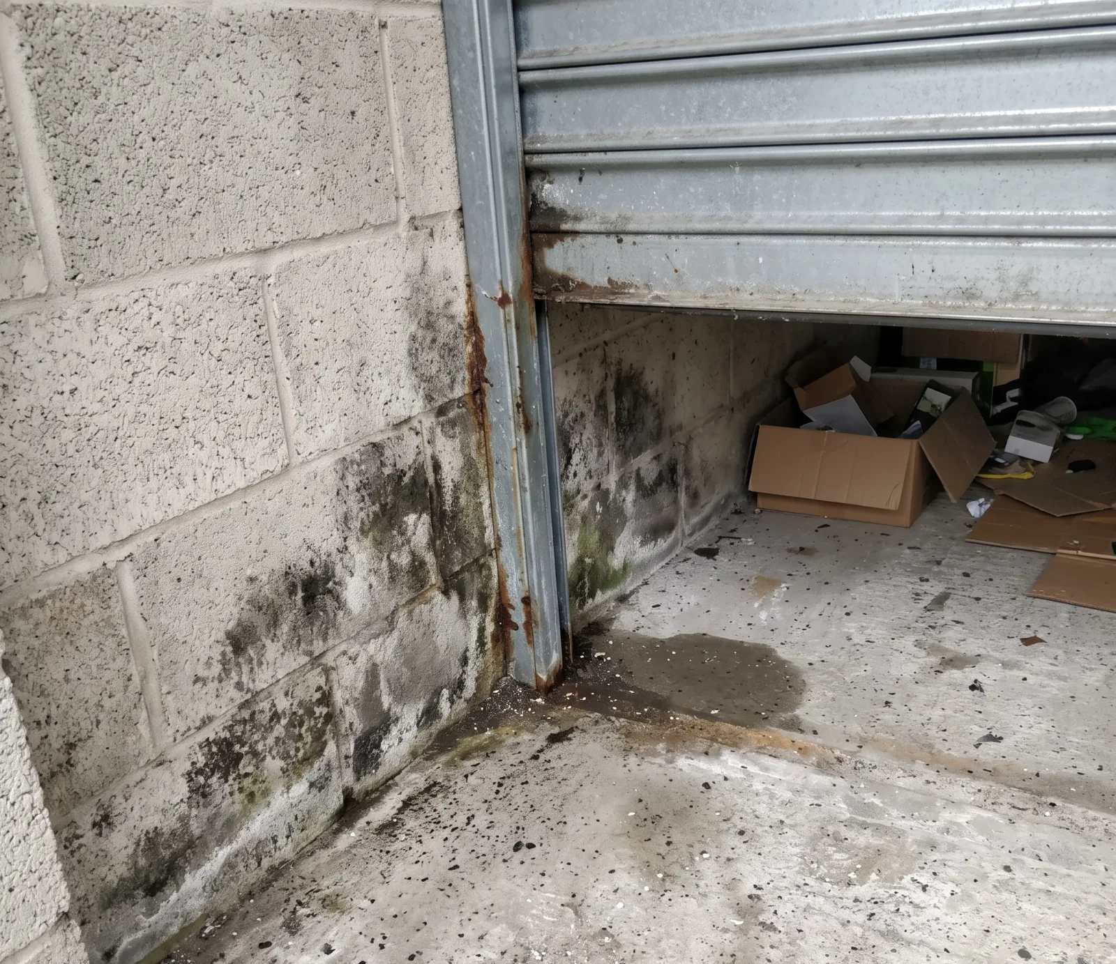 Is Black Mold Actually Dangerous? Separating Fact from Fear